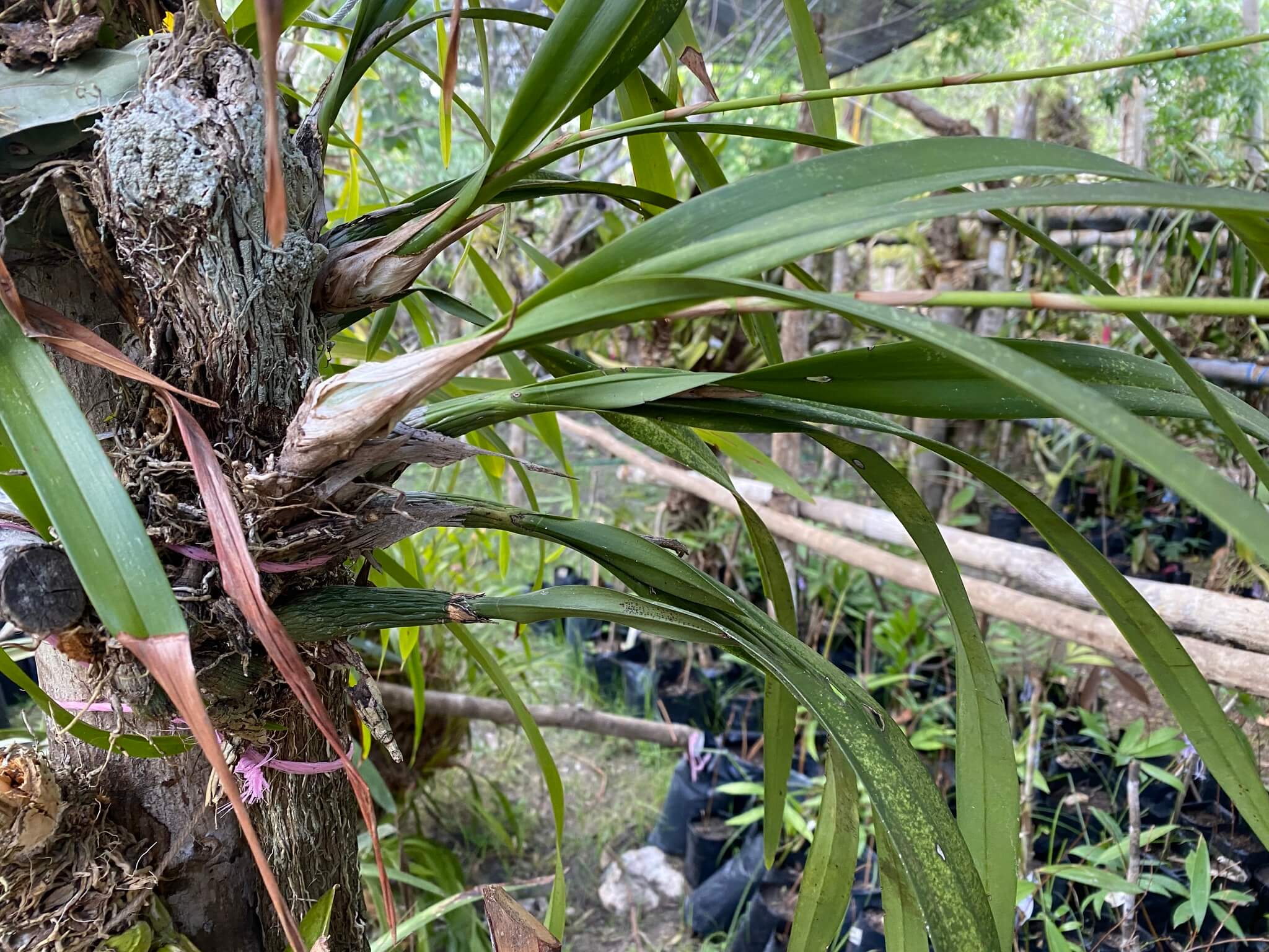 Encyclia guatemalensis